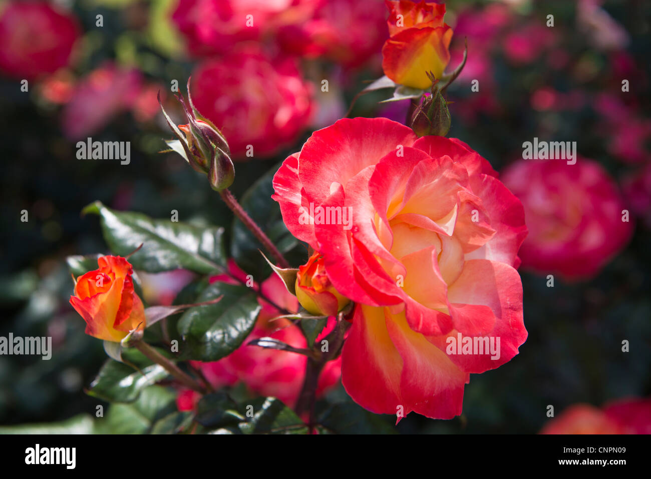 Rosa und gelbe Rose Stockfoto