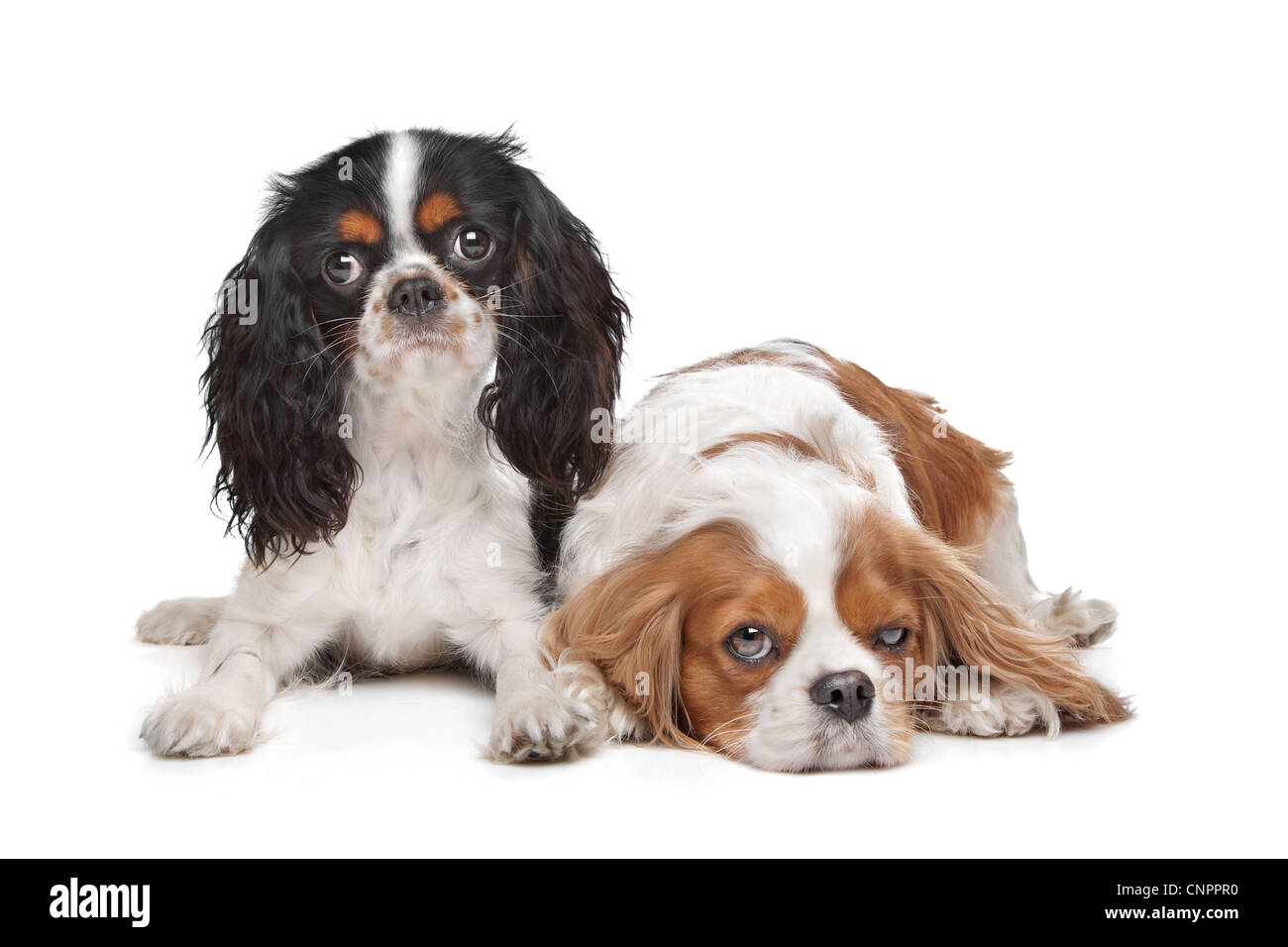 zwei Cavalier King Charles Spaniel Hunde vor einem weißen Hintergrund Stockfoto