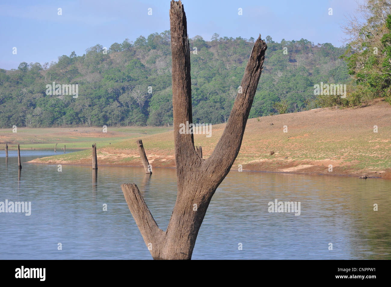 Ein Baumstumpf in den Sumpf zu sterben Stockfoto