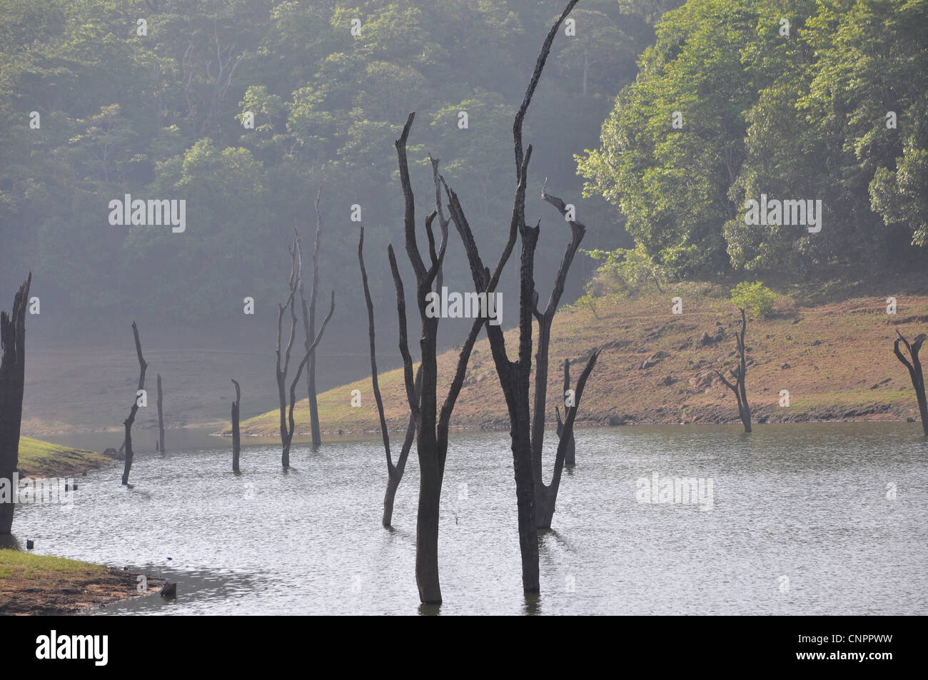 Bäume, die in das Reservoir des Damms überschwemmt haben Stockfoto