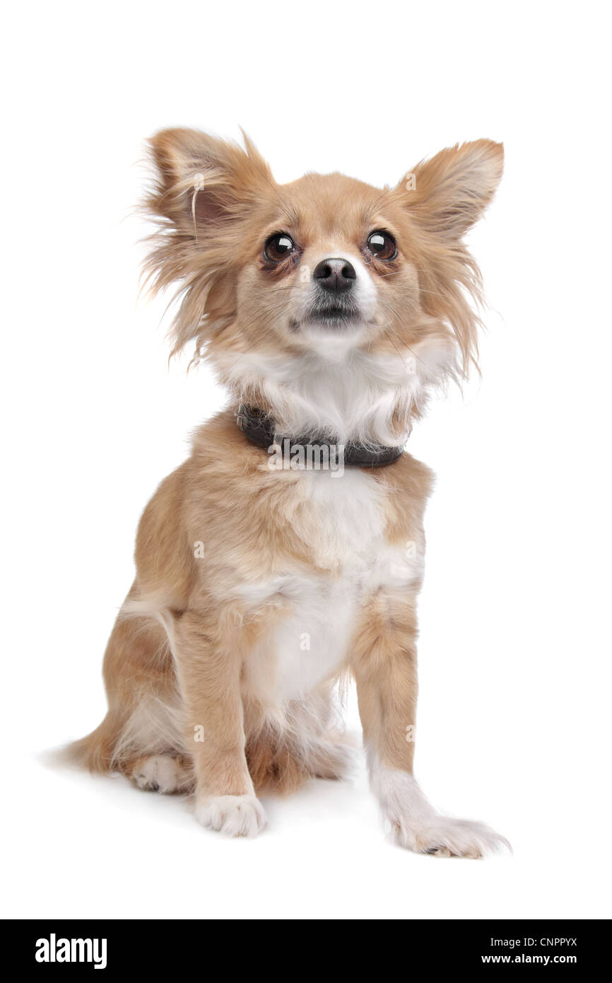 Kleine Langhaar Chihuahua Mischling Stockfotografie - Alamy