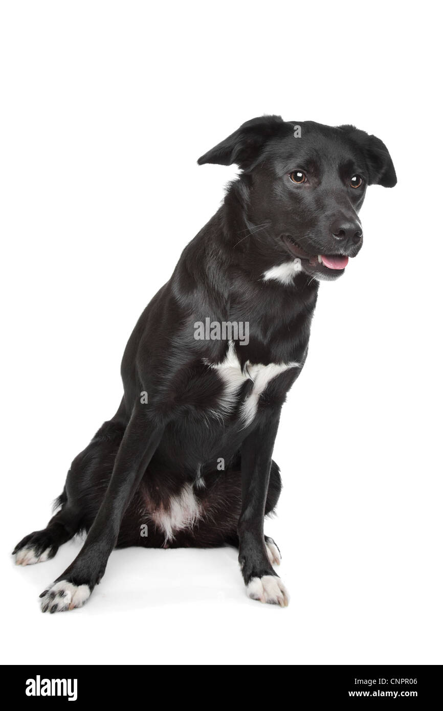 Mischling Hund. Labrador/Border collie Stockfotografie - Alamy