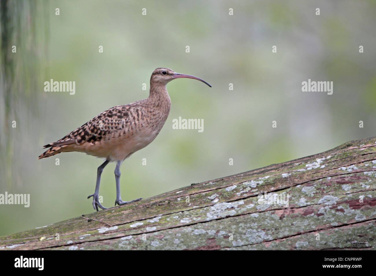 Borsten-thighed Brachvogel auf Midway Atoll Stockfoto