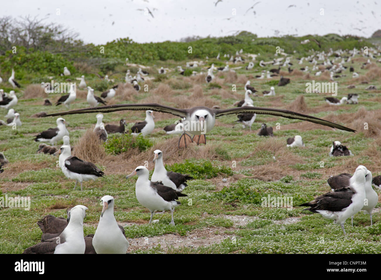 Laysan Albatrosse auf Midway Atoll Stockfoto