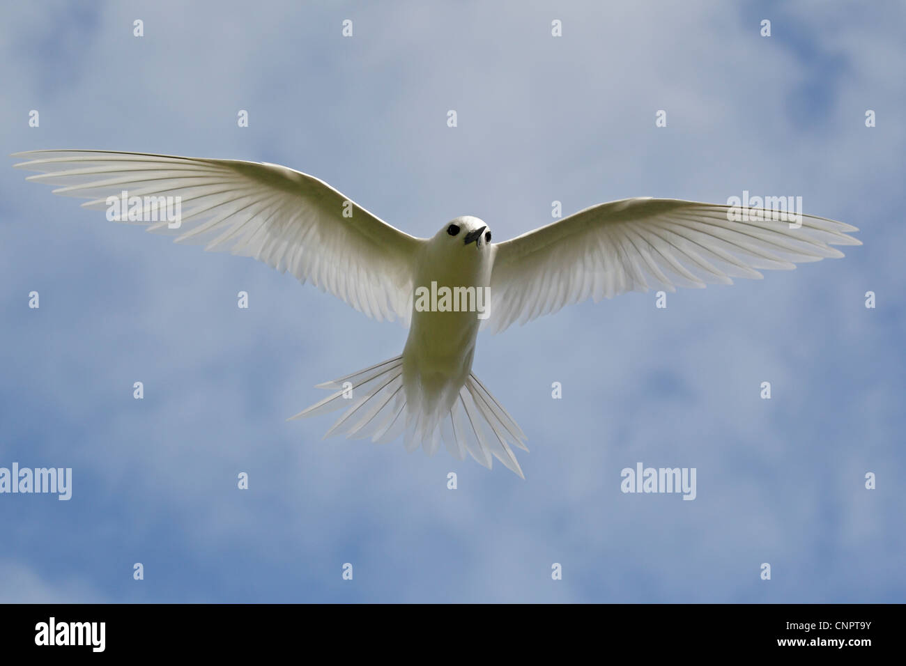 White Tern im Flug Stockfoto