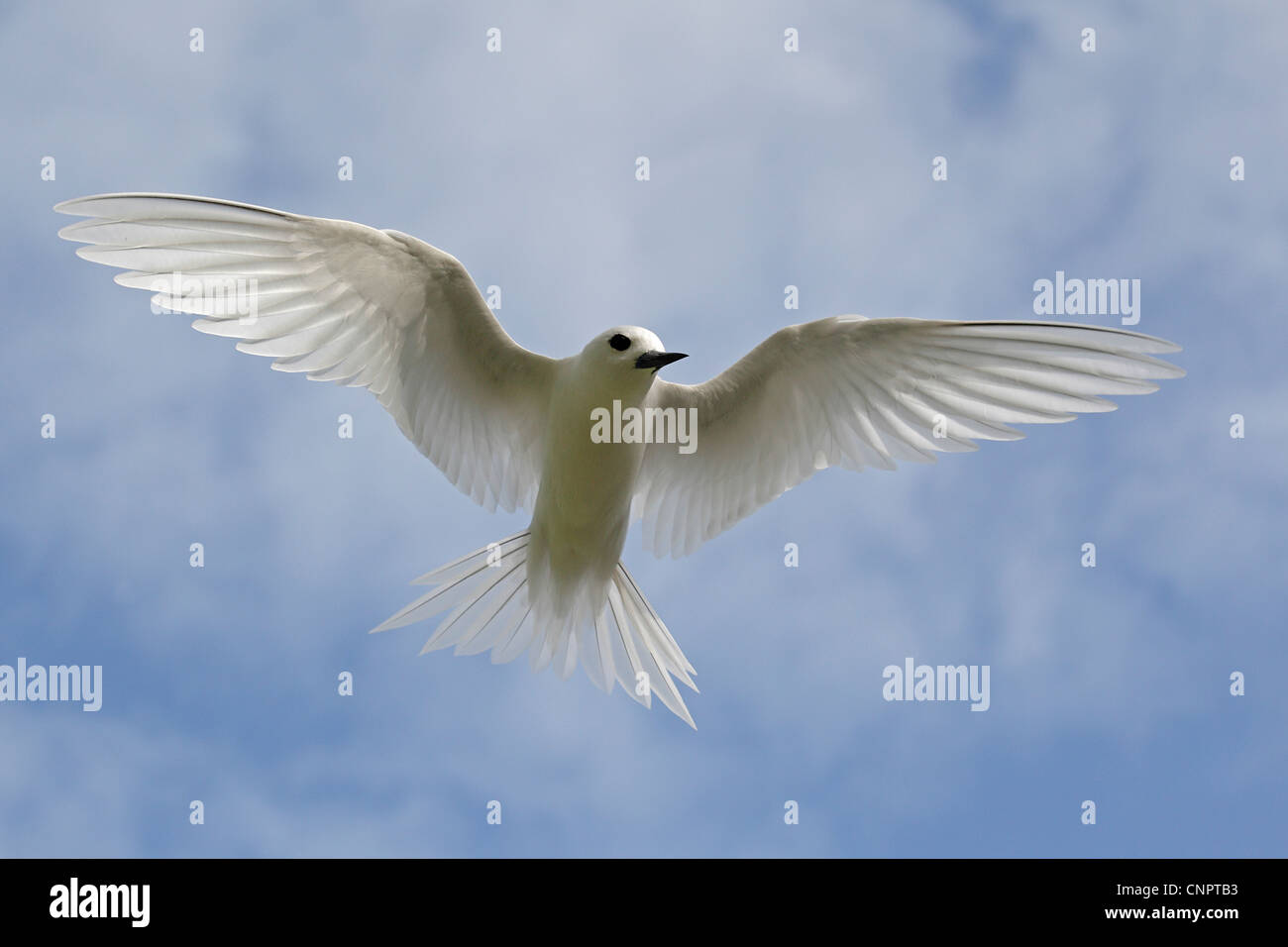 White Tern im Flug Stockfoto