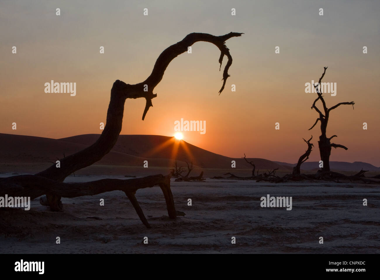 Sonnenuntergang am Dead Vlei Salzpfanne zwischen den Sand Dünen im Sossusvlei, Süd-Namibia Stockfoto