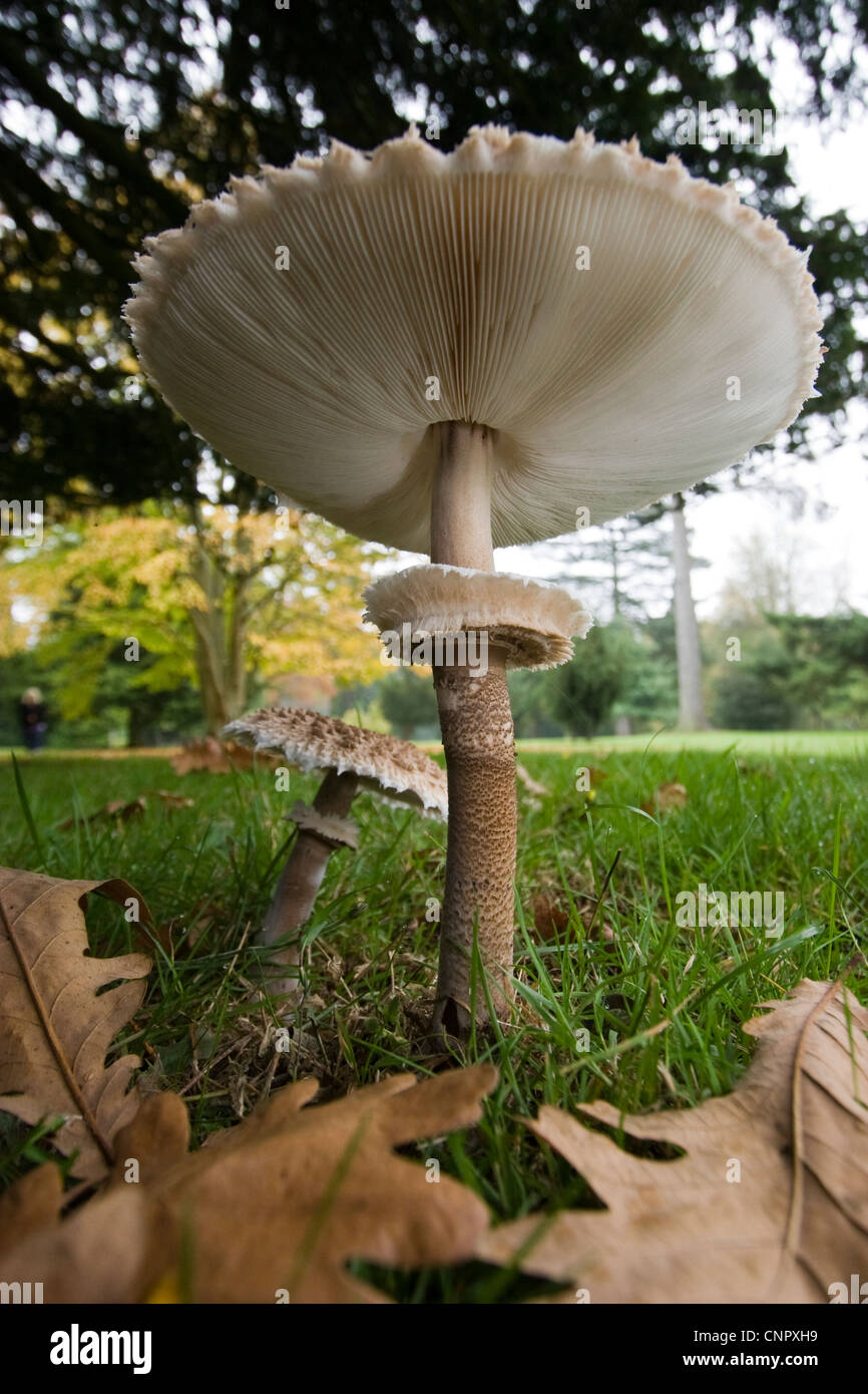 Parasol-Pilz oder Fliegenpilz Stockfoto