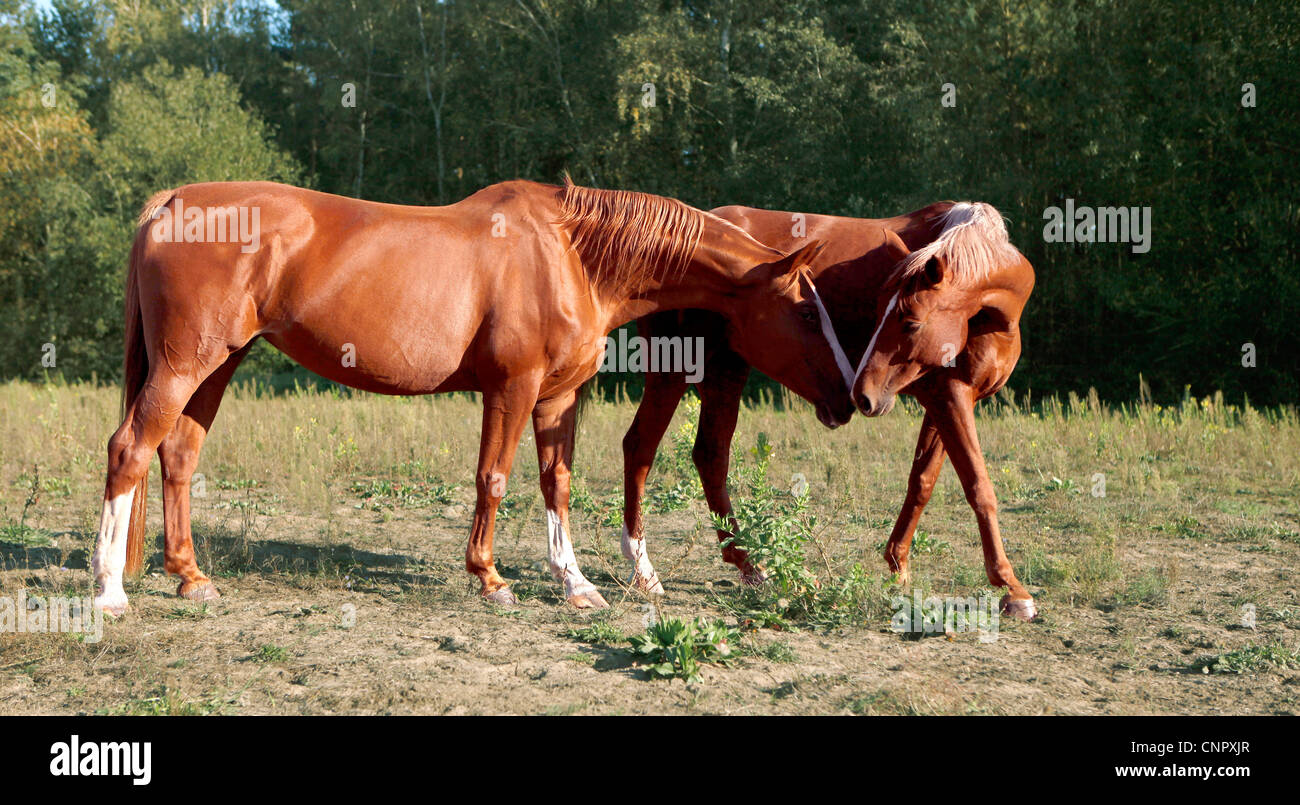 zwei braune Pferde in den Bereichen kratzen gegenseitig Stockfoto