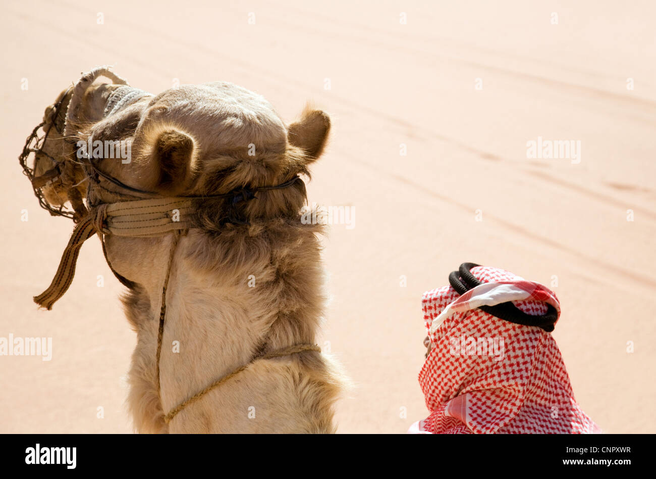 Arabischen Beduinen-Reiter und Kamel in der Wüste, Jordan Asia Stockfoto