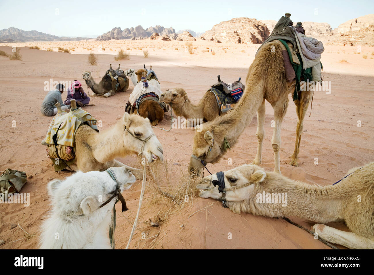Beduinen-Araber und ihren Kamelen in der Wüste, Wadi Rum, Jordanien, Naher Osten, Asien Stockfoto