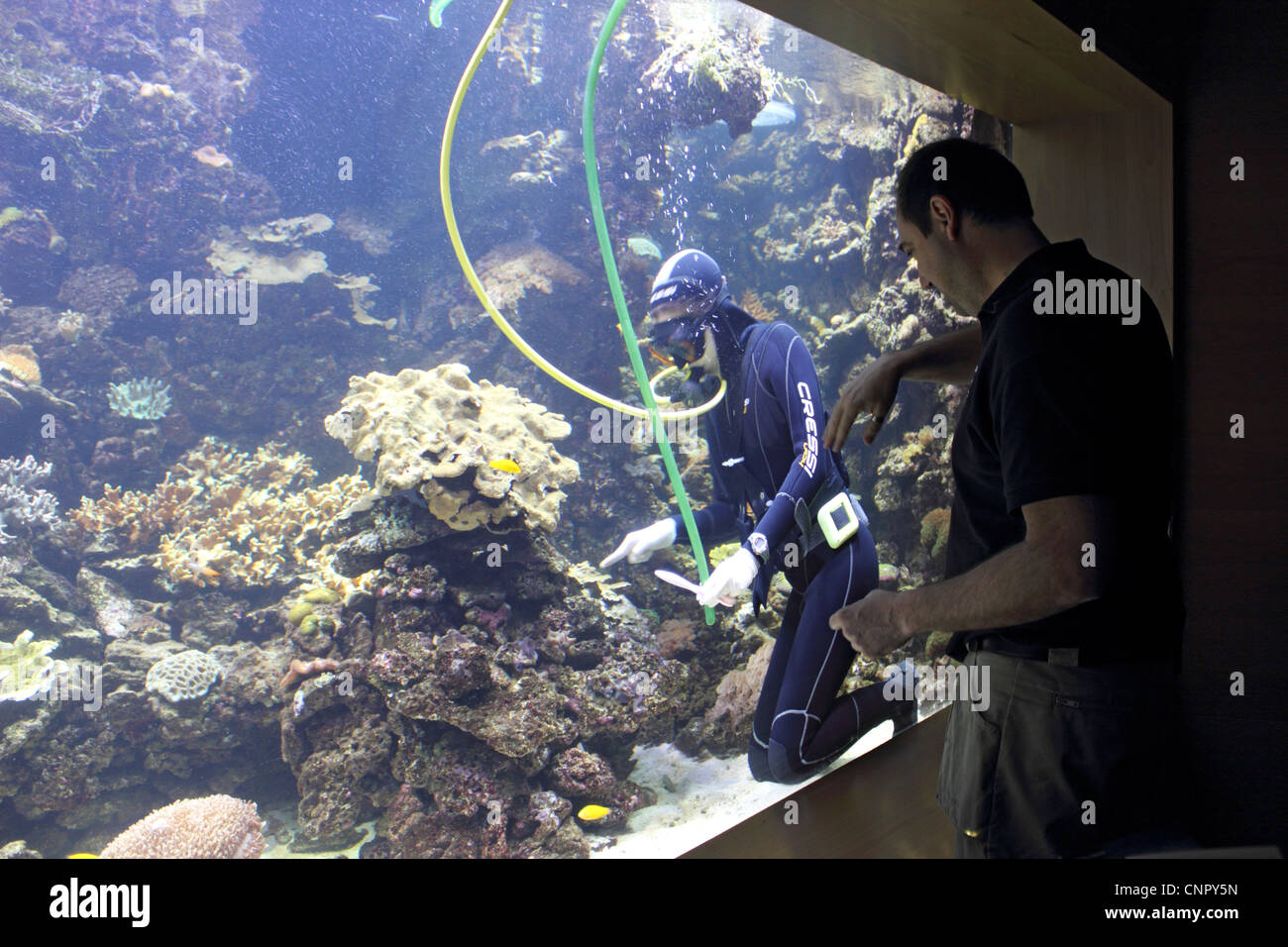 Taucher Reinigung Tank im Aquarium Oceanogràfic Valencia, Spanien Stockfoto