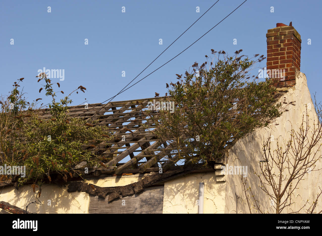 Verfallenes Haus mit Unkraut und Sommerflieder Davidii wachsen vom Dach Stockfoto