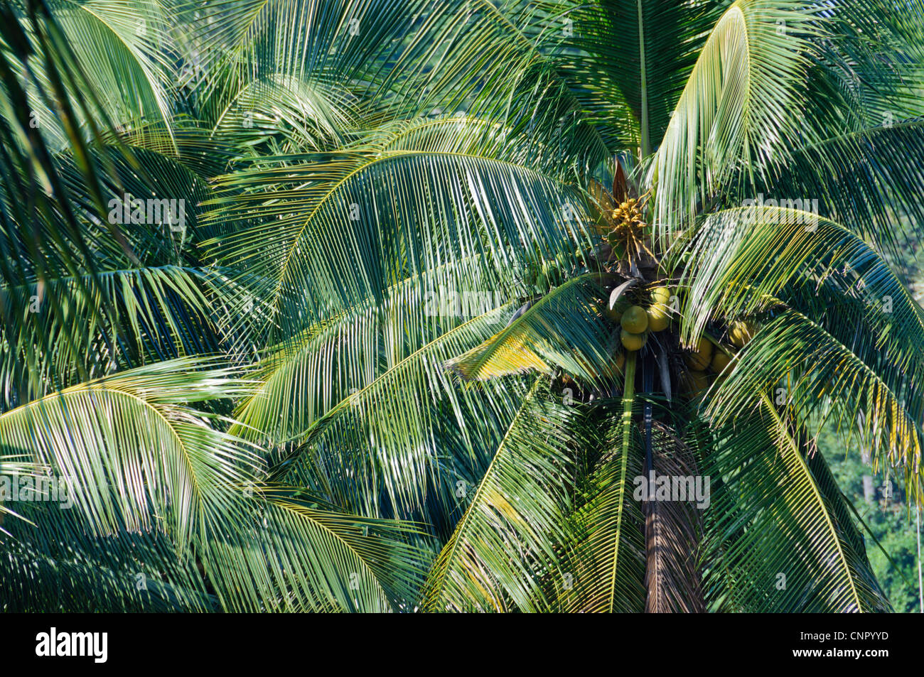 Baumkrone Krone Kokospalme, Cocos Nucifera, Palmsonntag (Palmenart) - Sabang, Puerto Galera, Philippinen, Asien Stockfoto
