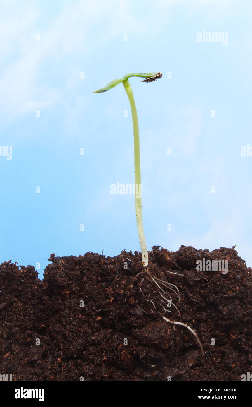 Eine junge Sonnenblumen Pflanze Setzling im Boden zeigt seine Entwicklung Wurzelstruktur vor einem blauen Himmelshintergrund Stockfoto