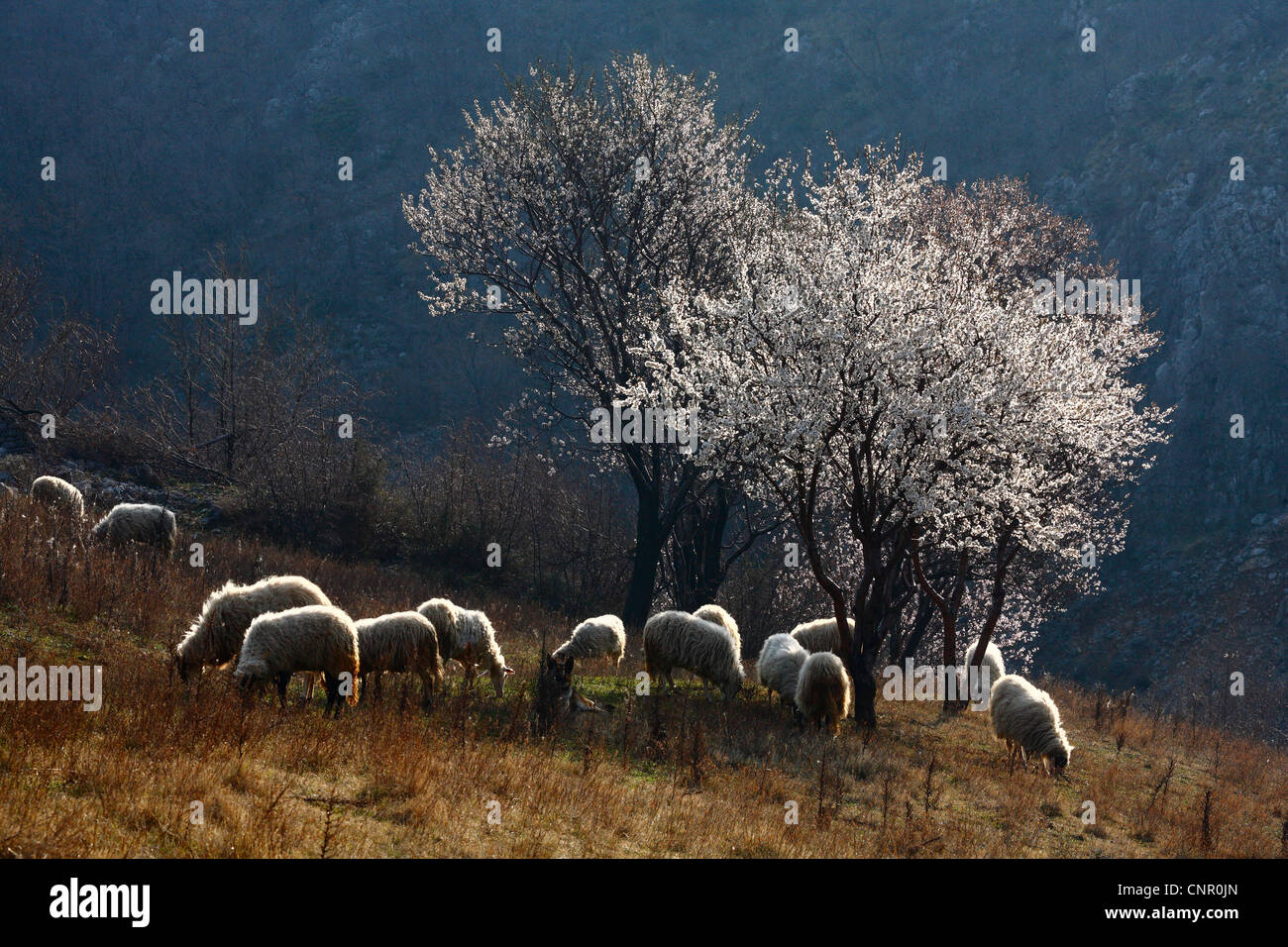 Schafbeweidung Rasen in der Nähe von blühenden Mandelbäumen dir im Frühjahr Stockfoto