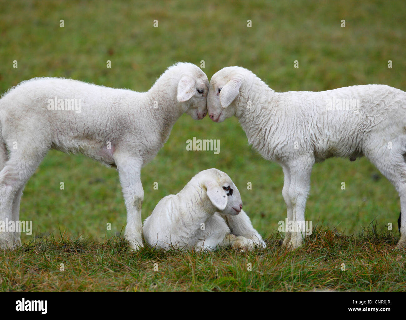 Zwei Lämmer in der Liebe. Intime Momente zwischen zwei Lämmer. Stockfoto