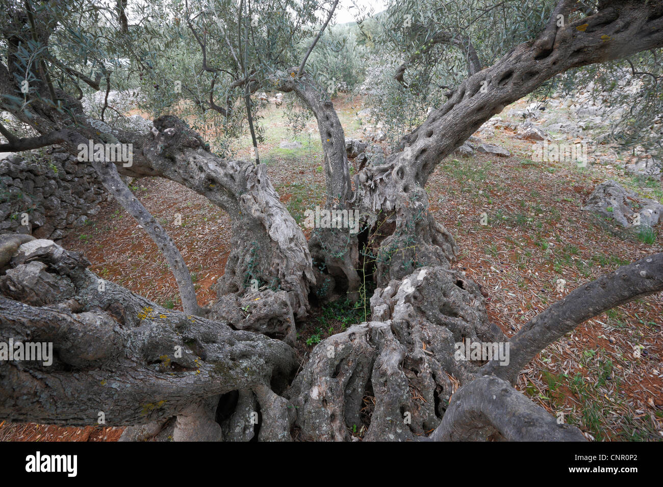 Sehr alter Olivenbaum in Kroatien Stockfoto