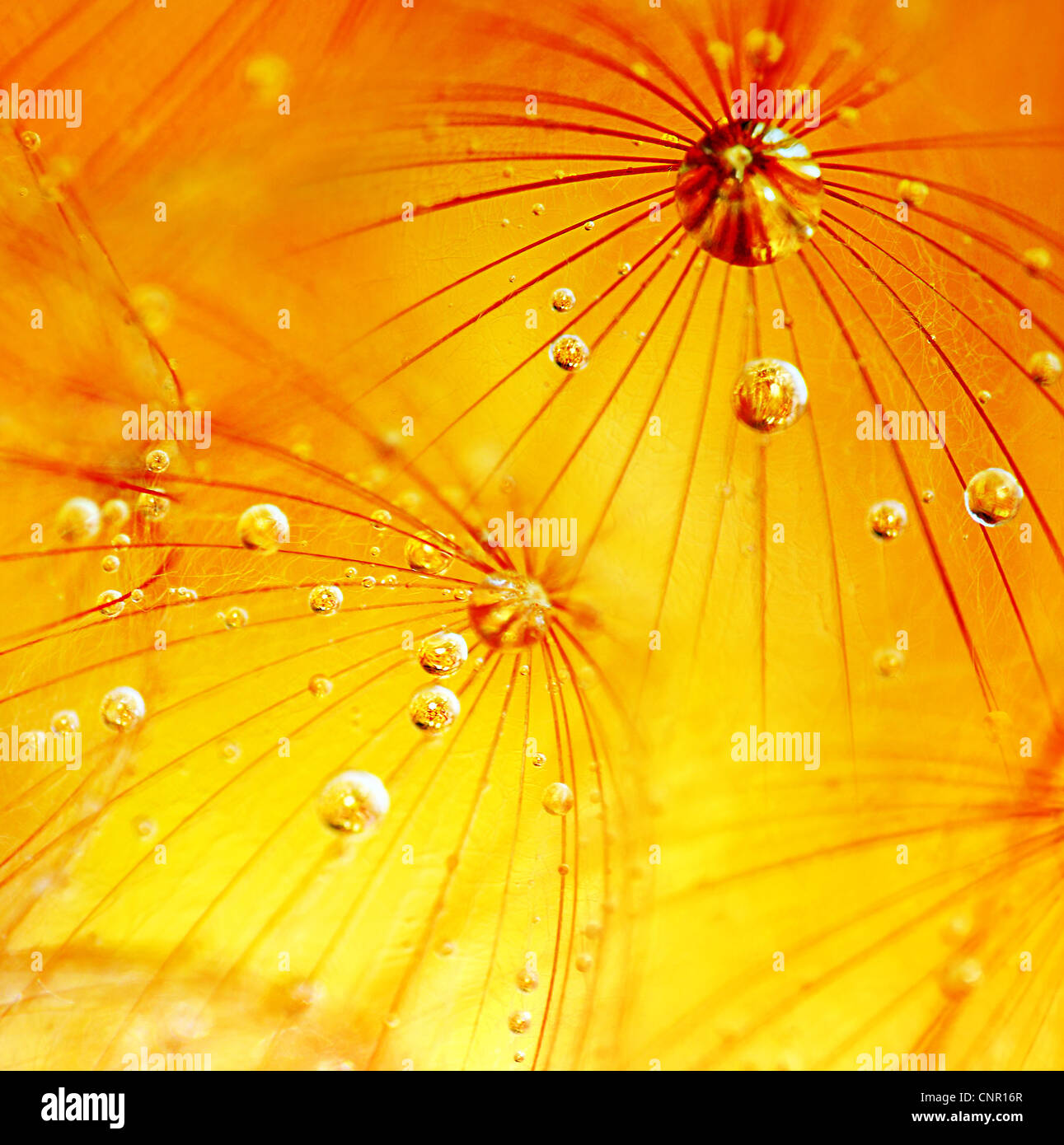 Abstrakte Blume Löwenzahn Makro Hintergrund, extreme Nahaufnahme mit Tau fällt, soft-Fokus Stockfoto