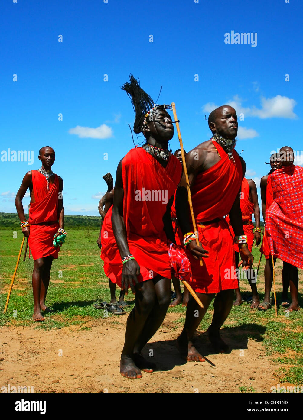 Afrikanische traditionelle Sprünge, Masai Mara Krieger tanzen, Kenia Stockfoto