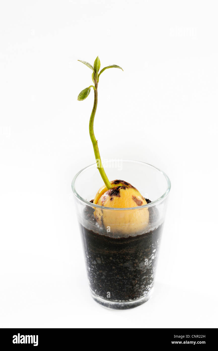 Avocado-Baum wachsen auf dem Glas Stockfotografie - Alamy