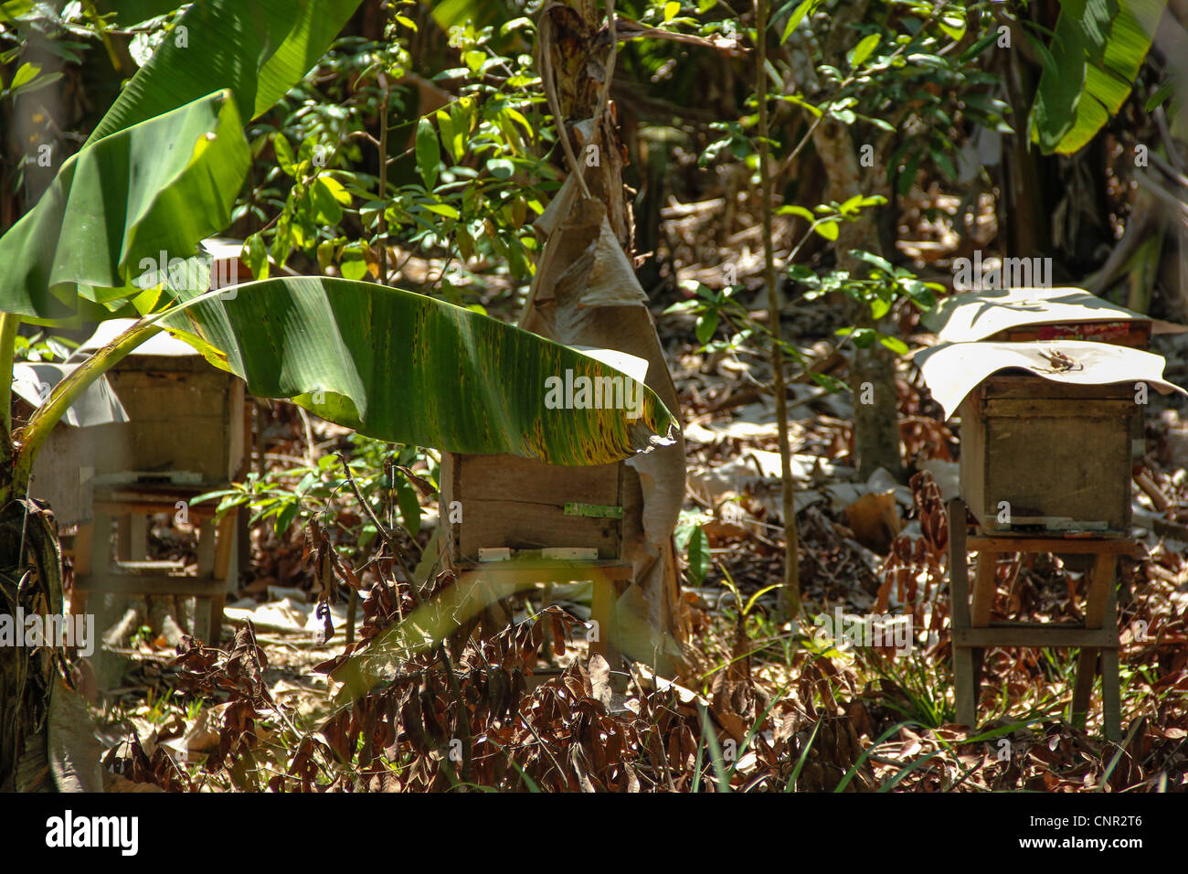 Bienenstöcke im Dschungel der Mekong Delta, Vietnam Stockfoto