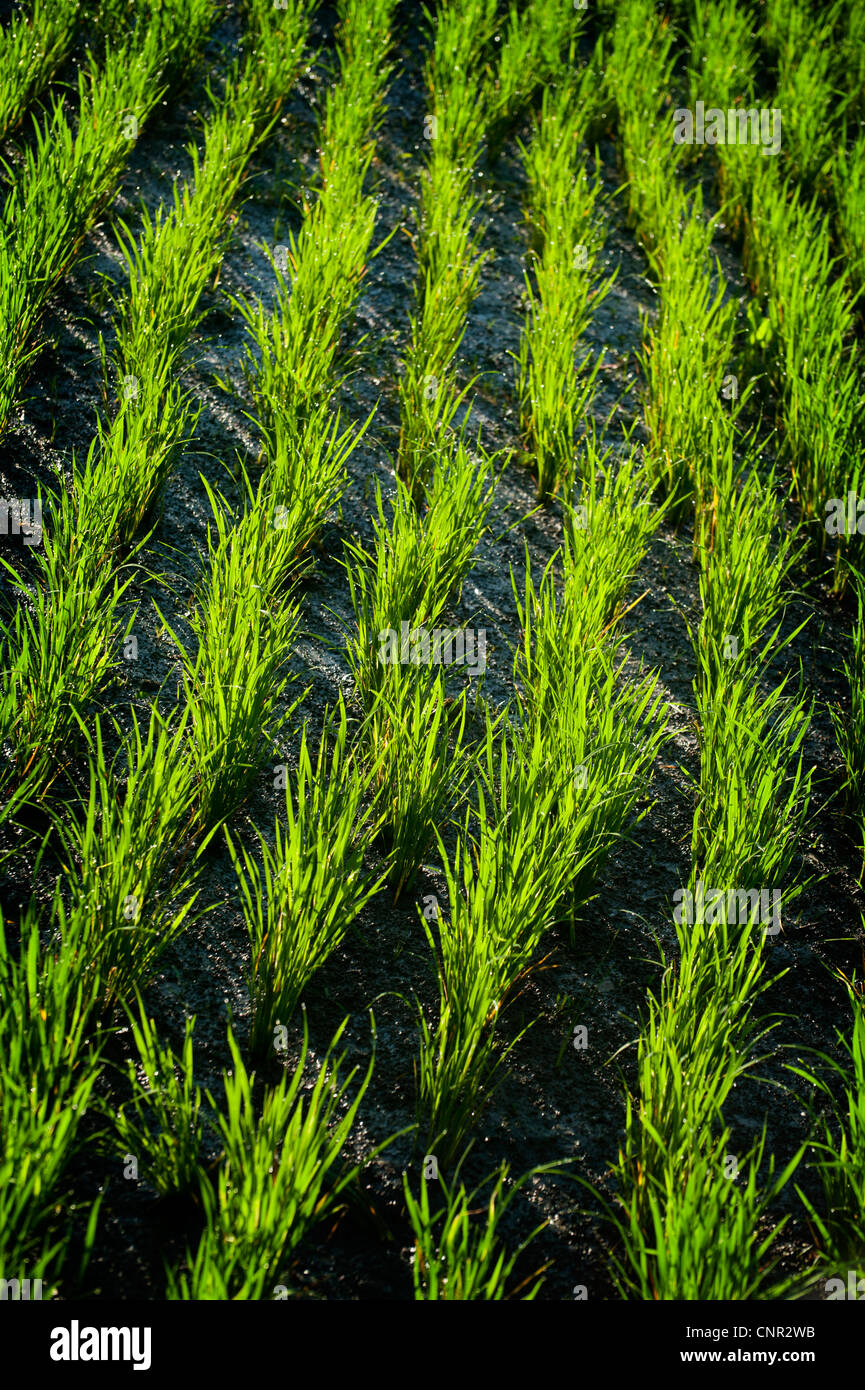 Reis-Neuanpflanzungen in einem balinesischen Reisfeld in das Dorf Ubud. Stockfoto