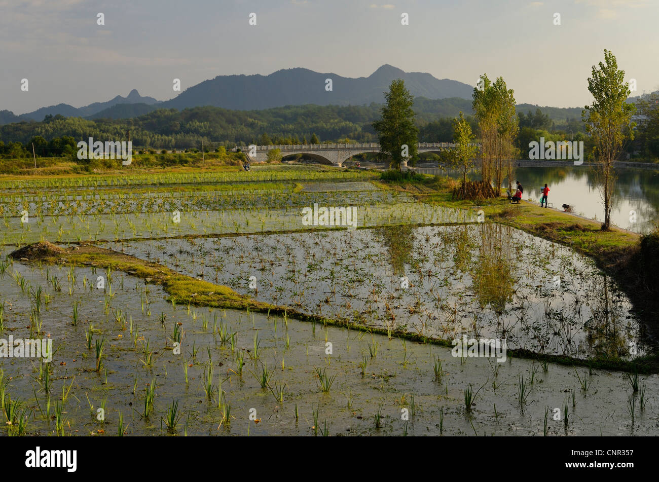 Überfluteten Reisfeldern und Maler entlang der jiyin Stream von hongcun in der Provinz Anhui in China Stockfoto
