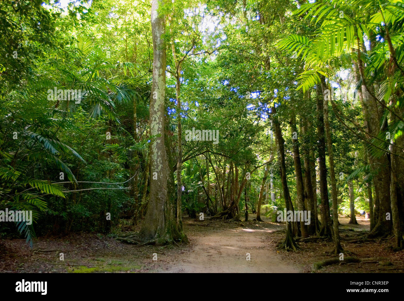 Ein Wanderweg führt durch tropische Wälder des Tikal National Park vom Tikals große Plaza zum Tempel IV. Stockfoto