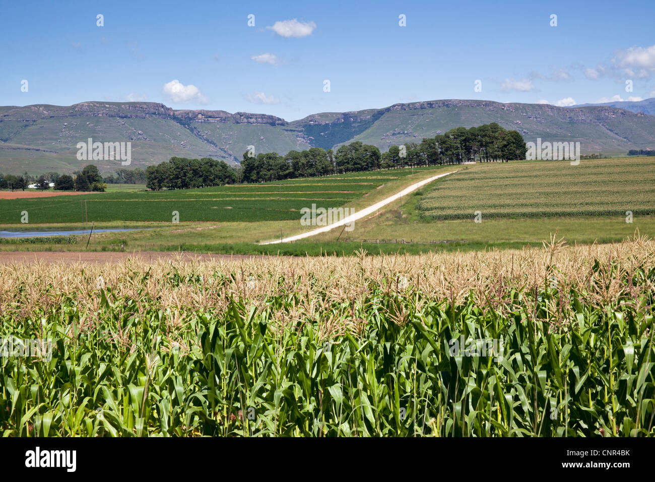 Landschaft, Ausläufer des südlichen Drakensbergen, Eastern Cape, Südafrika Stockfoto