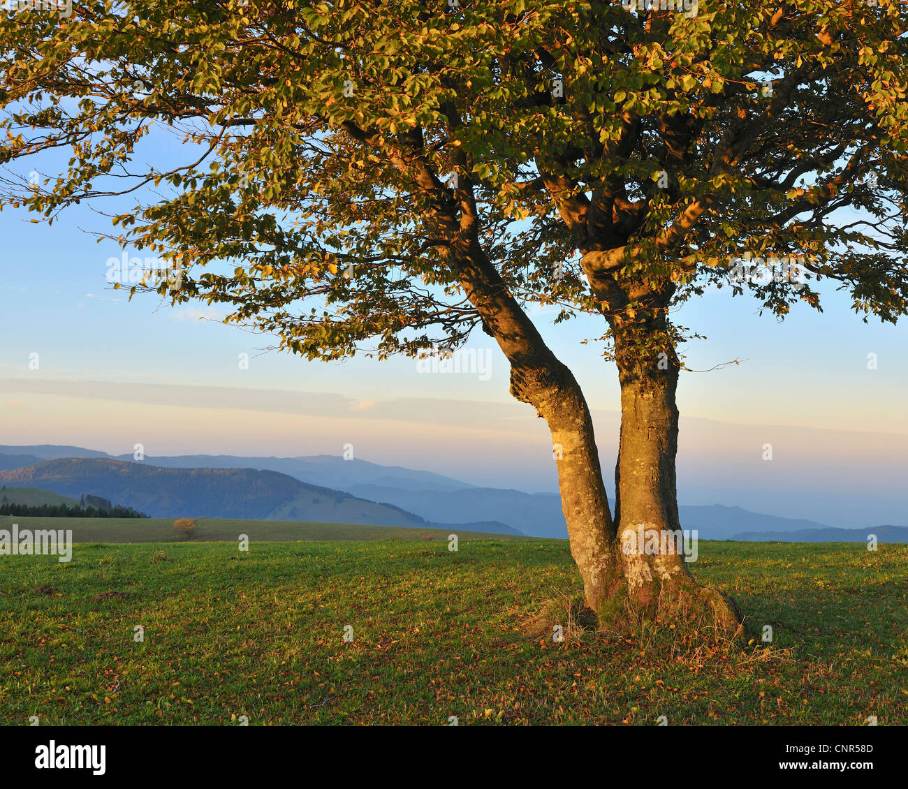 Buche, Schauinsland, Schwarzwald, Baden-Württemberg, Deutschland Stockfoto