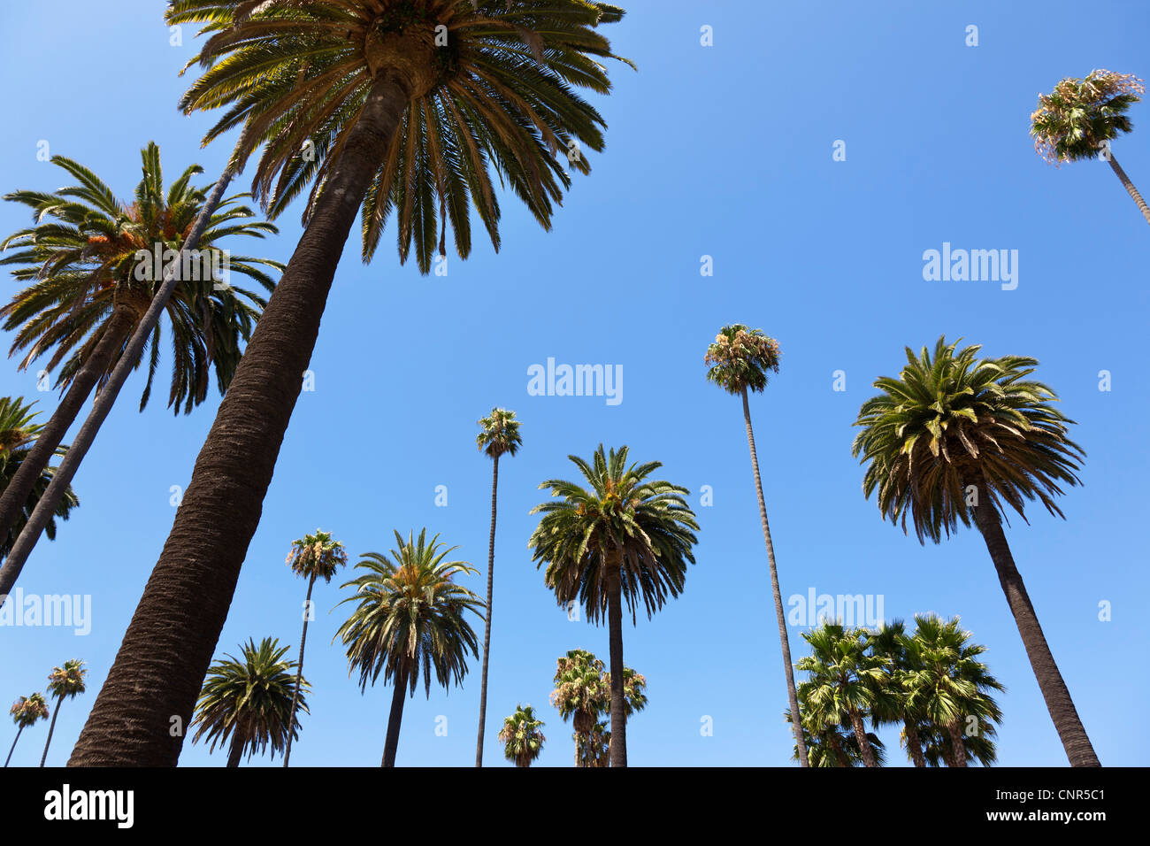 Palmen in Beverly Hills, Los Angeles, Kalifornien, USA Stockfoto