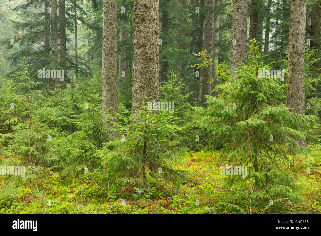 Fichten-Wald, Schwarzwald, Baden-Württemberg, Deutschland Stockfoto