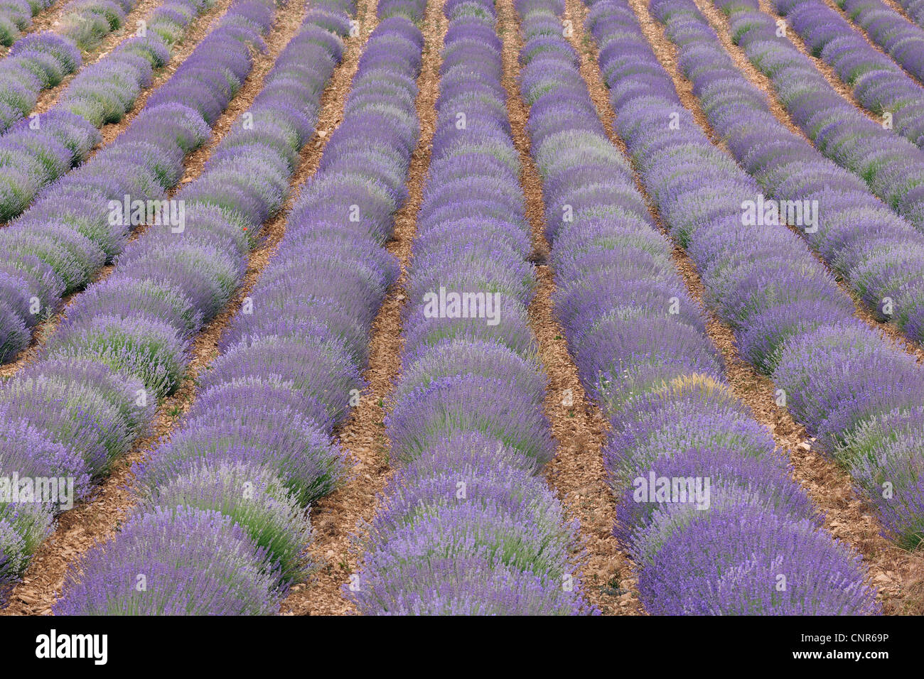 Englische Lavendelfeld, Valensole, Plateau von Valensole, ´ Alpes-de-Haute-Provence, Provence-Alpes-Cote Azur, Provence, Frankreich Stockfoto