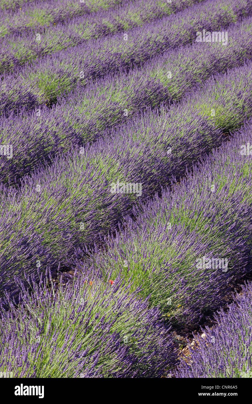 Englische Lavendelfeld, Vaucluse, Alpes-de-Haute-Provence, Provence-Alpes-Côte-d ´ Azur, Provence, Frankreich Stockfoto
