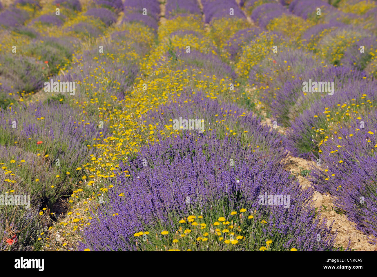 Engllish Lavendelfeld mit gelben Blüten, Vaucluse, Alpes-de-Haute-Provence, Provence-Alpes-Côte-d ´ Azur, Provence, Frankreich Stockfoto