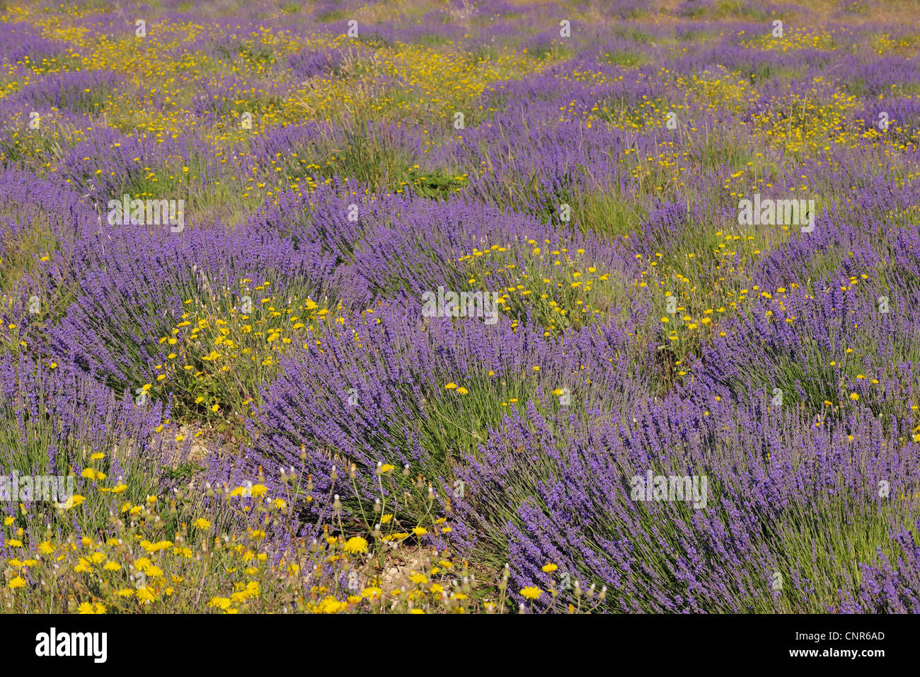 Englische Lavendelfeld mit gelben Blüten, Vaucluse, Alpes-de-Haute-Provence, Provence-Alpes-Côte-d ´ Azur, Provence, Frankreich Stockfoto