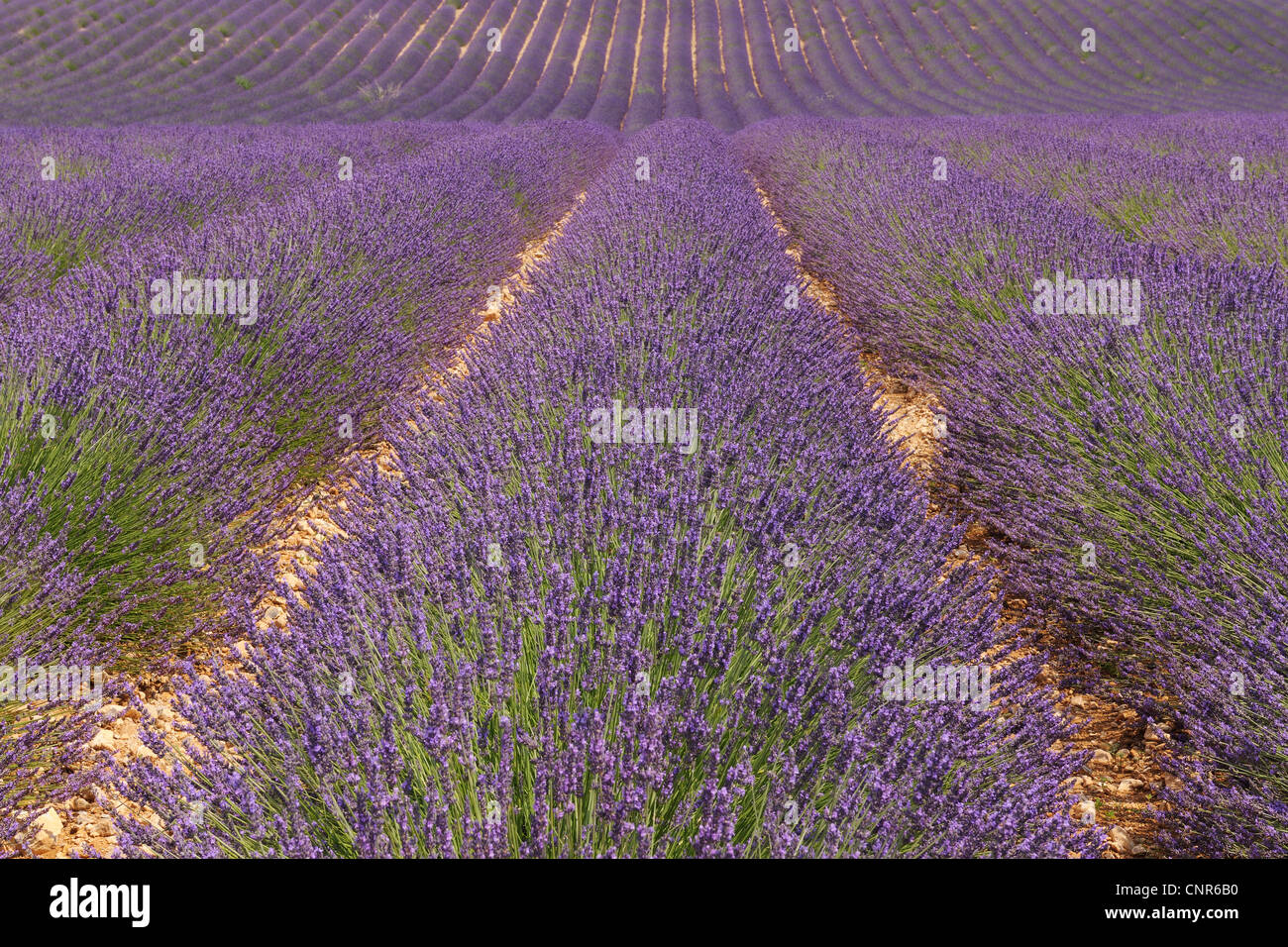 Englische Lavendelfeld, Vaucluse, Alpes-de-Haute-Provence, Provence-Alpes-Côte-d ´ Azur, Provence, Frankreich Stockfoto