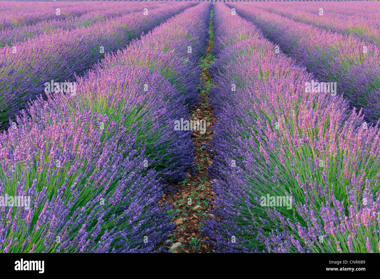 Englische Lavendelfeld, Valensole, Plateau von Valensole, ´ Alpes-de-Haute-Provence, Provence-Alpes-Cote Azur, Provence, Frankreich Stockfoto
