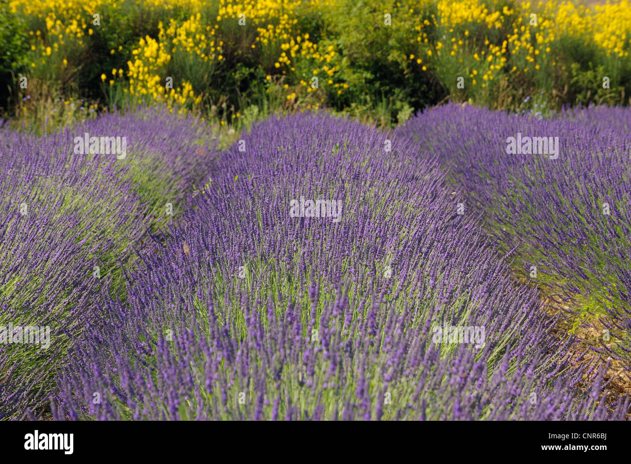 Englische Lavendelfeld, Vaucluse, Alpes-de-Haute-Provence, Provence-Alpes-Côte-d ´ Azur, Provence, Frankreich Stockfoto