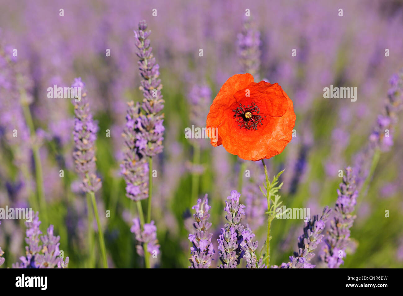 Nahaufnahme von roten Mohn in Lavendel Feld, Plateau von Valensole, Alpes-de-Haute-Provence, Provence, Frankreich Stockfoto