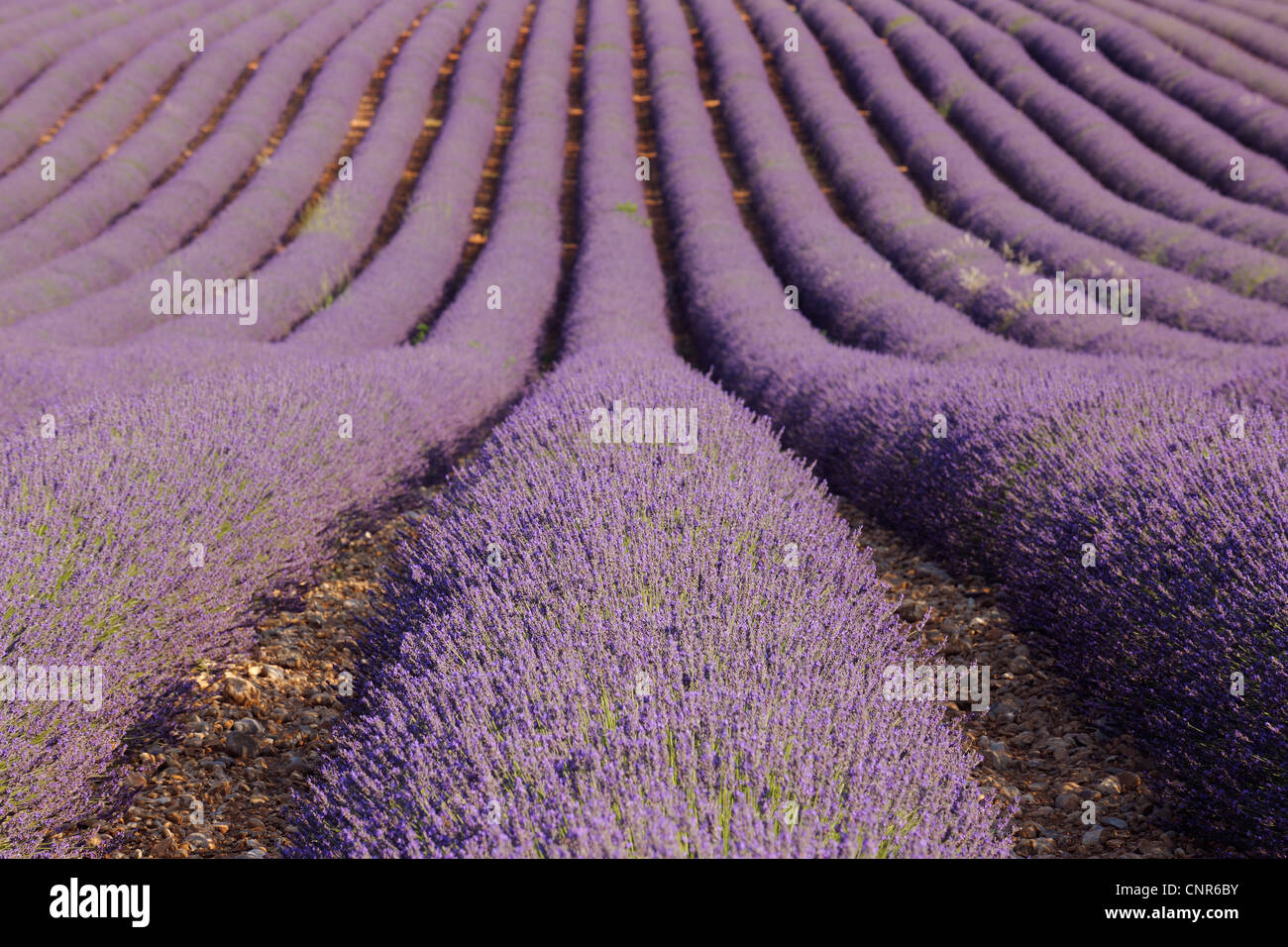 Englische Lavendelfeld, Valensole, Plateau von Valensole, ´ Alpes-de-Haute-Provence, Provence-Alpes-Cote Azur, Provence, Frankreich Stockfoto
