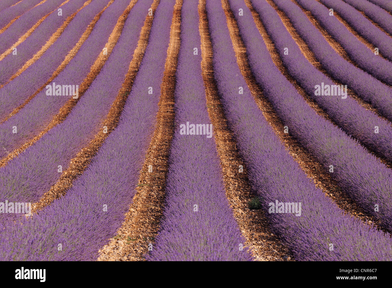 Englische Lavendelfeld, Valensole, Plateau von Valensole, ´ Alpes-de-Haute-Provence, Provence-Alpes-Cote Azur, Provence, Frankreich Stockfoto