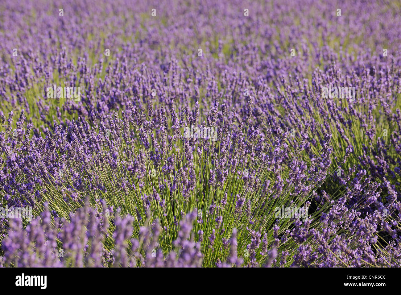 Englische Lavendelfeld, Valensole, Plateau von Valensole, ´ Alpes-de-Haute-Provence, Provence-Alpes-Cote Azur, Provence, Frankreich Stockfoto