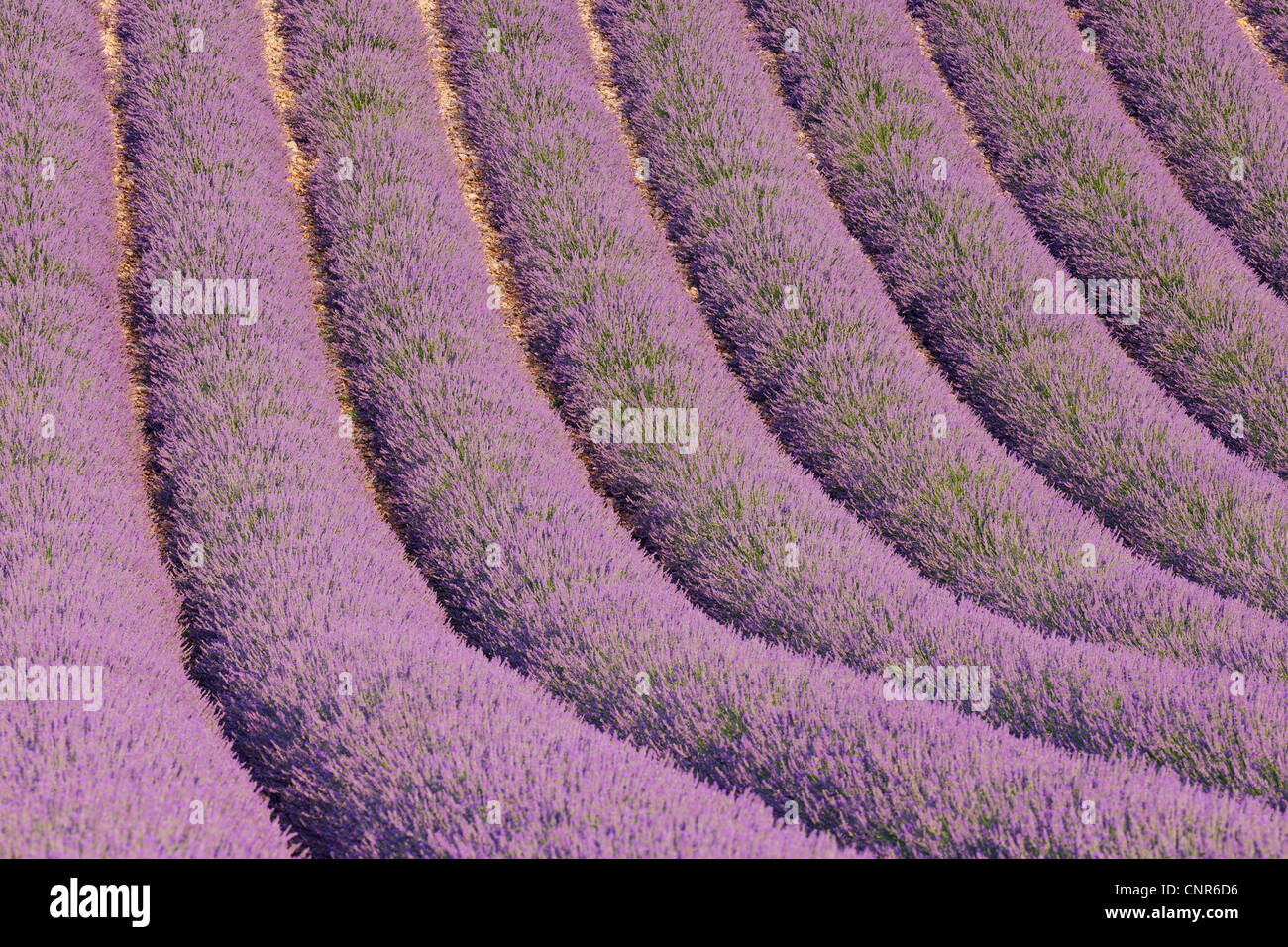 Englische Lavendelfeld, Valensole, Plateau von Valensole, ´ Alpes-de-Haute-Provence, Provence-Alpes-Cote Azur, Provence, Frankreich Stockfoto