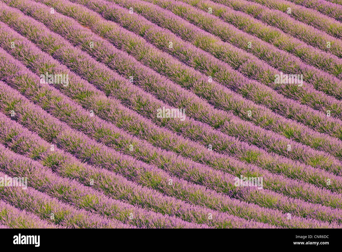 Englische Lavendelfeld, Valensole, Plateau von Valensole, ´ Alpes-de-Haute-Provence, Provence-Alpes-Cote Azur, Provence, Frankreich Stockfoto