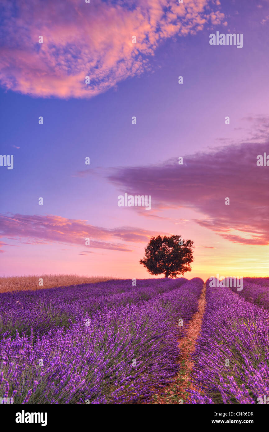 Baum im Lavendelfeld bei Sonnenuntergang, Plateau von Valensole, ´ Alpes-de-Haute-Provence, Provence-Alpes-Cote Azur, Provence, Frankreich Stockfoto