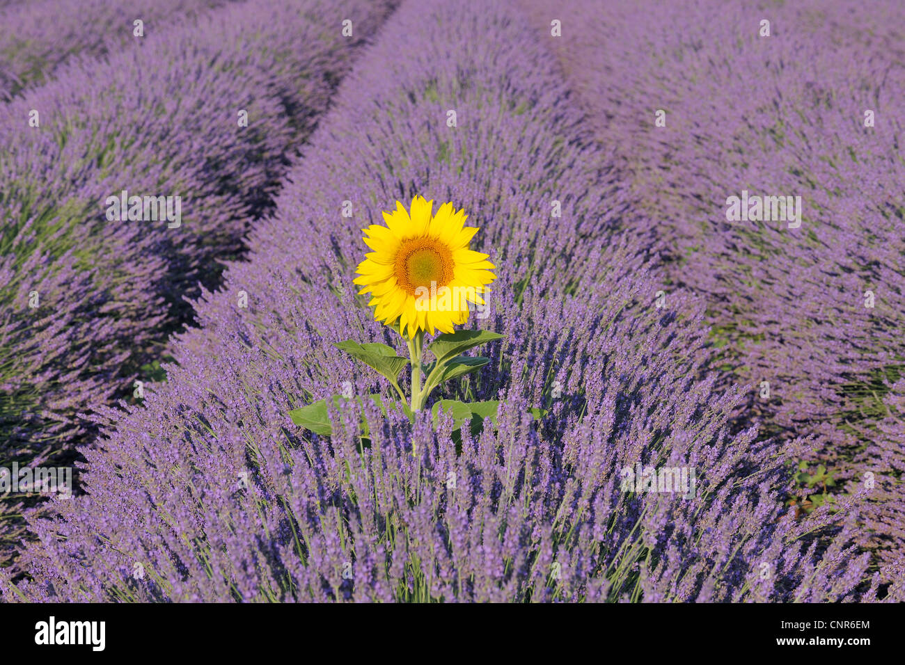 Nahaufnahme der Sonnenblume in Lavendel Feld, Plateau von Valensole, Alpes-de-Haute-Provence, Provence, Frankreich Stockfoto