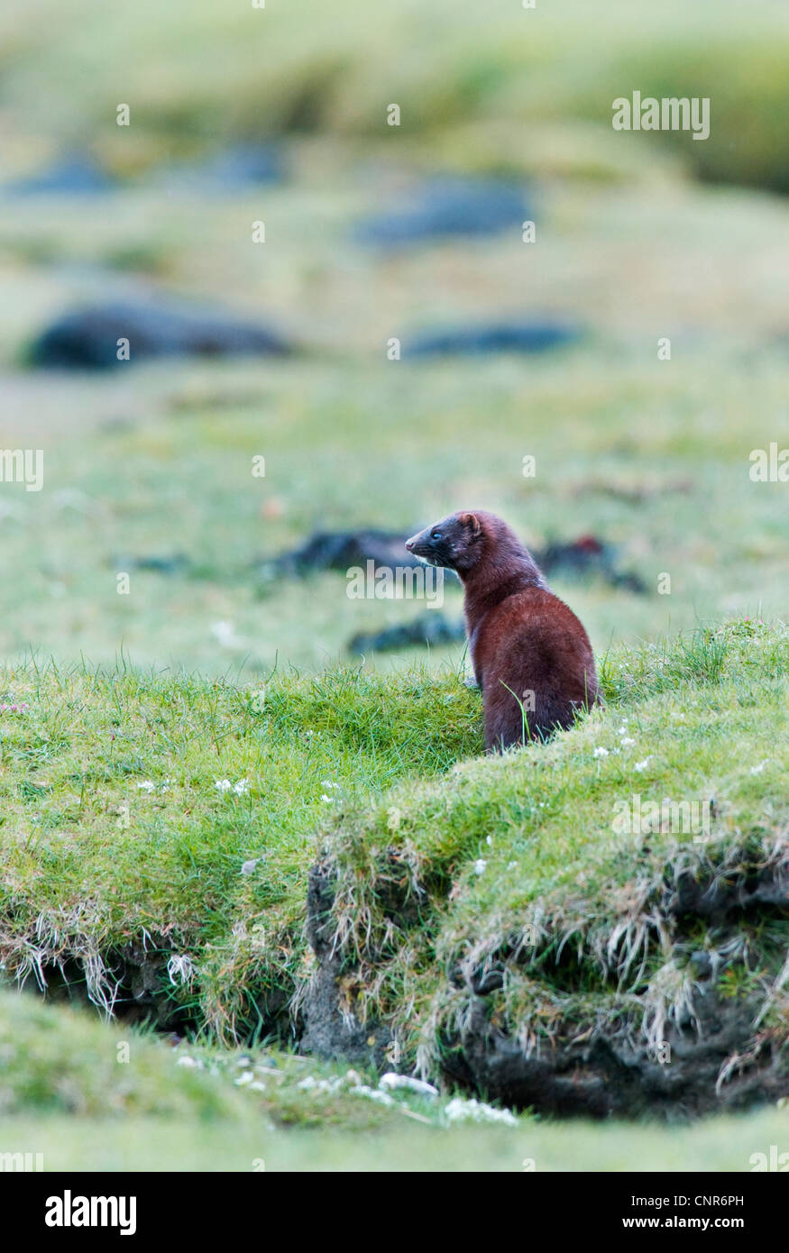 Amerikanischer Nerz (Mustela Vison), auf Wiese, Großbritannien, Schottland, Isle of Mull Stockfoto