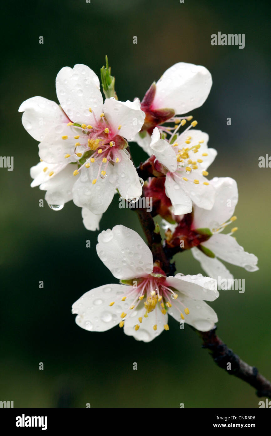 süße Mandel (Prunus Amygdalus var. Dulcis, Prunus Dulcis var. Dulcis), Mandelblüte, Spanien, Balearen, Mallorca Stockfoto